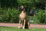 DOGUE ALLEMAND 841